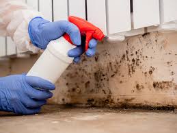 Why You Should Choose Our Mold Remediation Services in Amsterdam, NY